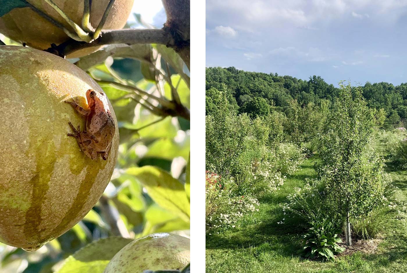 Agroforestry is the integration of trees and shrubs into crop and animal farming systems helps to create environmental, economic, and social benefits