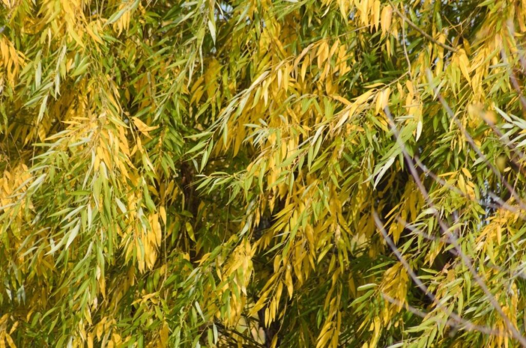 Autumnal Black Willow Leaves - Arthur's Point Farm