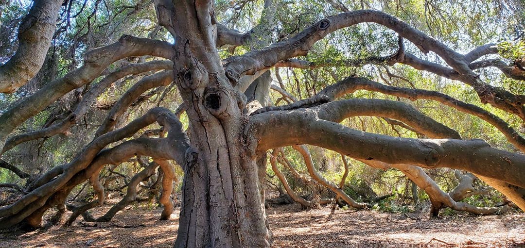 Oak trees are a keystone species, - The Morton Arboretum