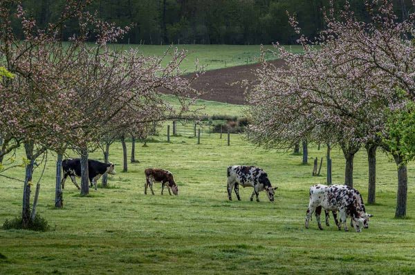 Crabapple, Prairie