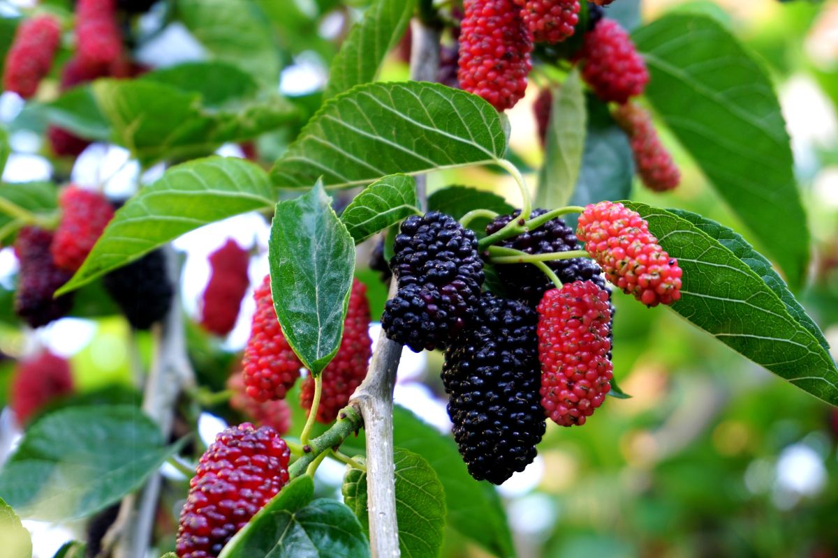 Mulberry, Red | Arthur's Point Farm