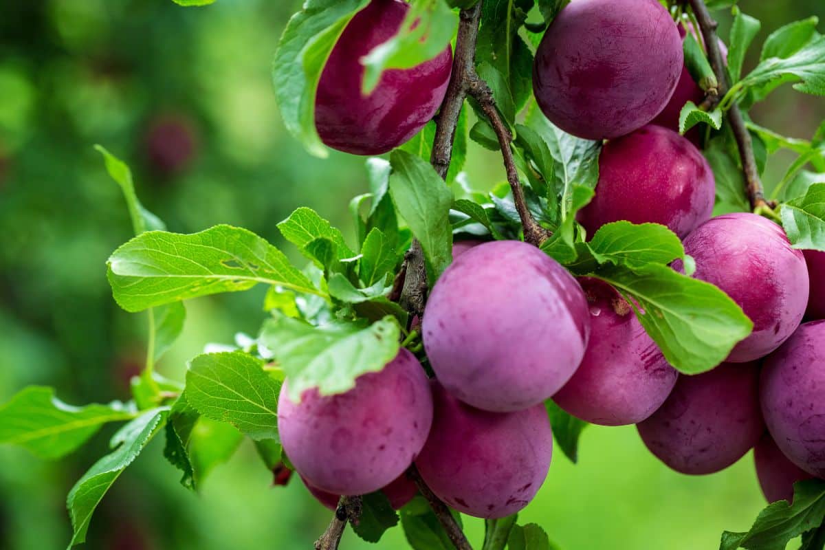 Plum, Grafted | Arthur's Point Farm