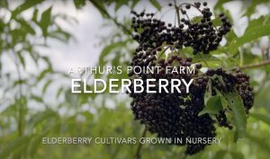 Our Favorite Elderberry Varieties for the Northeast