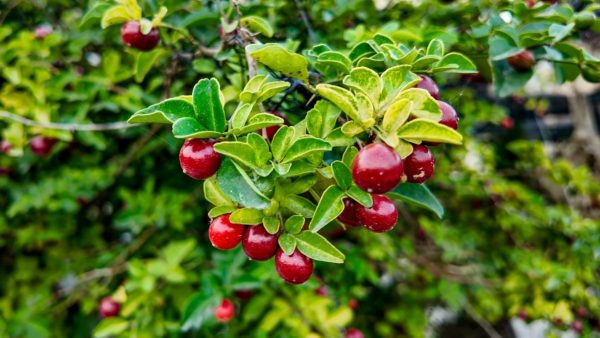 Bearberry, Red