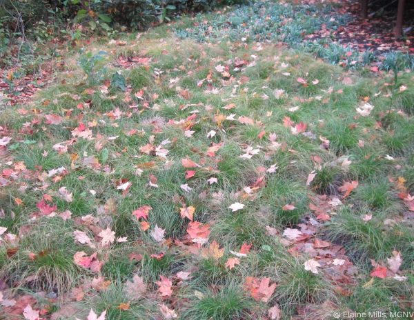 Sedge, Appalachian