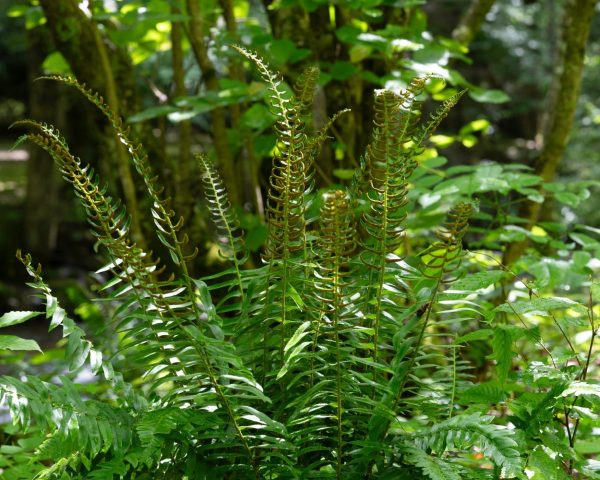 Fern, Christmas