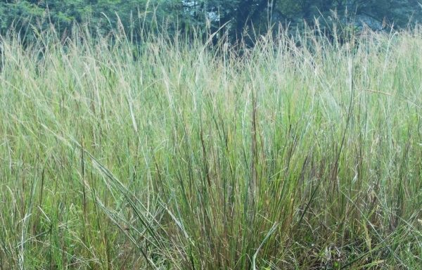 Indiangrass - Image 2