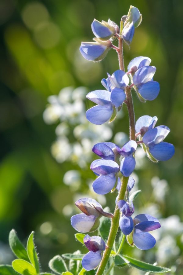 Lupine, Sundial - Image 2