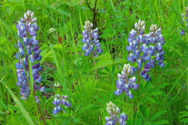 Lupine, Sundial - Image 3