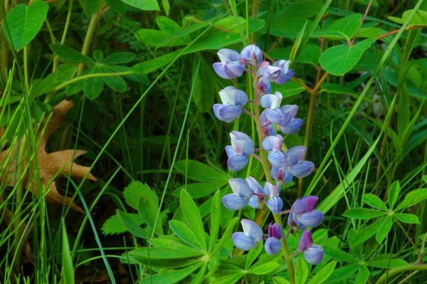 Lupine, Sundial