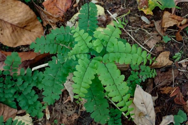 Fern, Maidenhair - Image 2