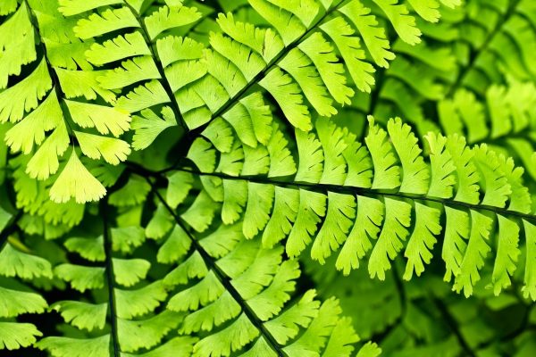 Fern, Maidenhair