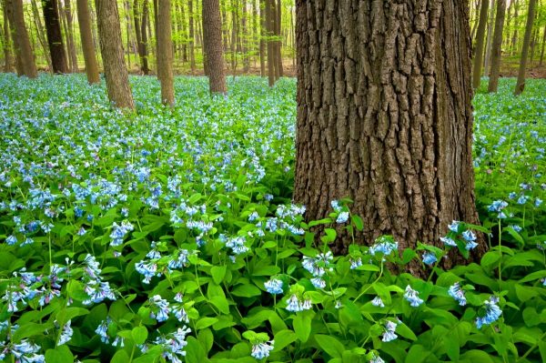 Virginia Bluebells