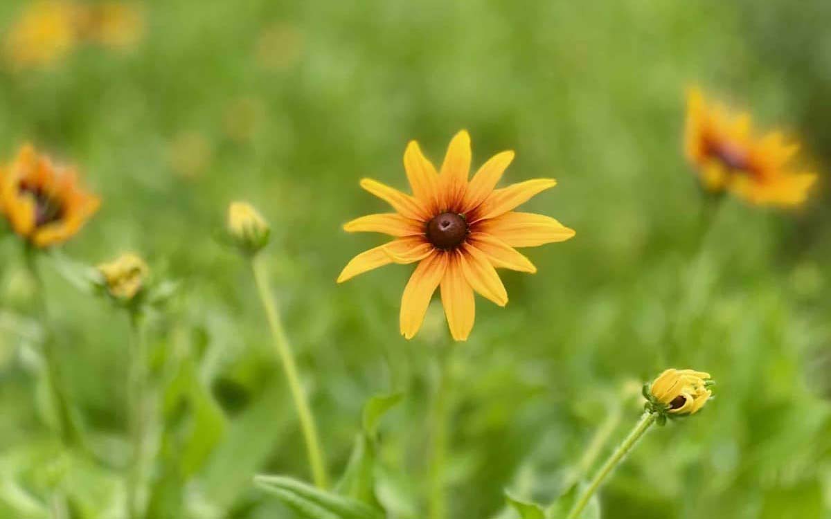 Bright yellow Black-eyed Susan blooming in a wildflower meadow.