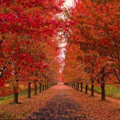 Allee of red maples with fall foliage