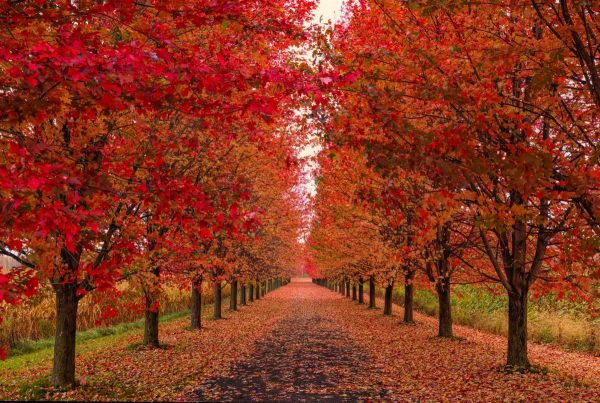 Allee of red maples with fall foliage