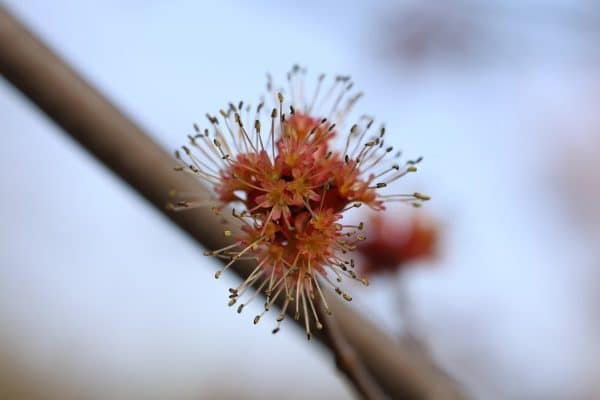 Close up of red maple flower in spring
