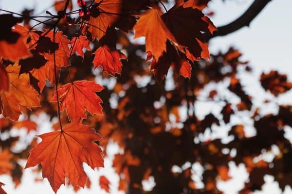 Close up of red maple leaves