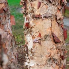 Close up of river birch exfoliating bark