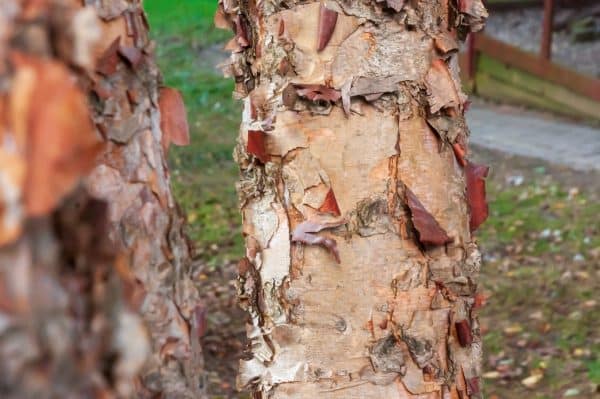 Close up of river birch exfoliating bark