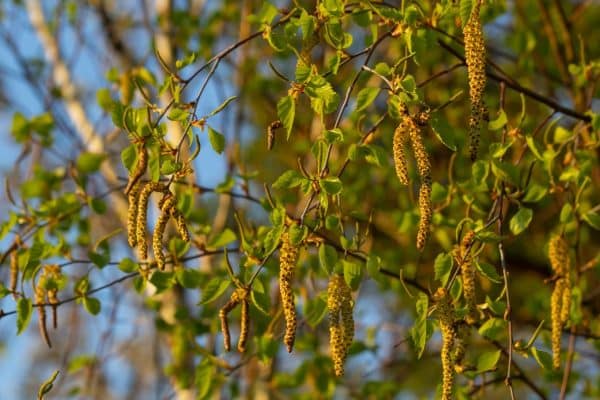 Close up of river birch catkins