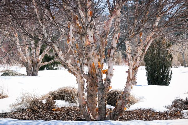 wider angle of river birch in a landscape