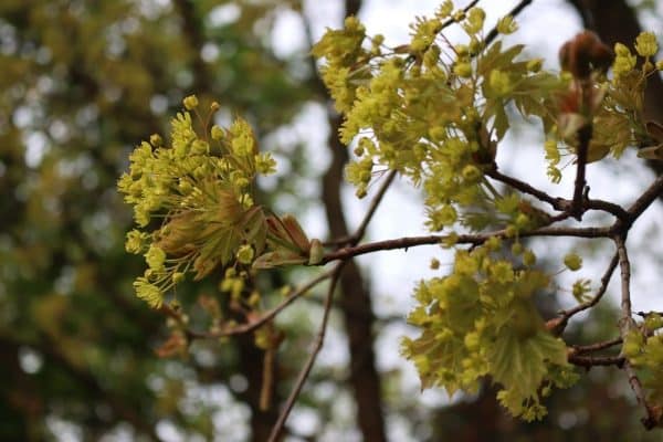 A closeup of sugar maple flowers.