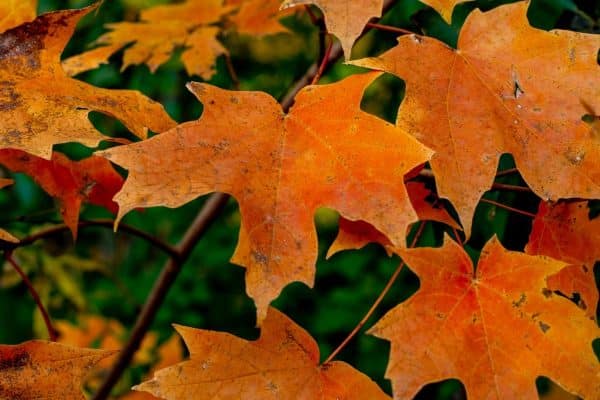 A closeup of organge sugar maple leaves.