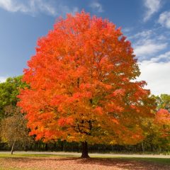 A young sugar maple from afar with showy orange and yellow foliage.