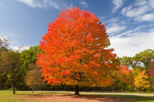 A young sugar maple from afar with showy orange and yellow foliage.