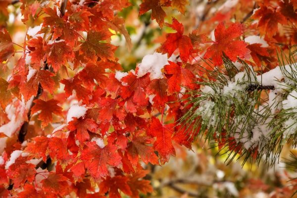Red foliage of a sugar maple with a dusting of snow.