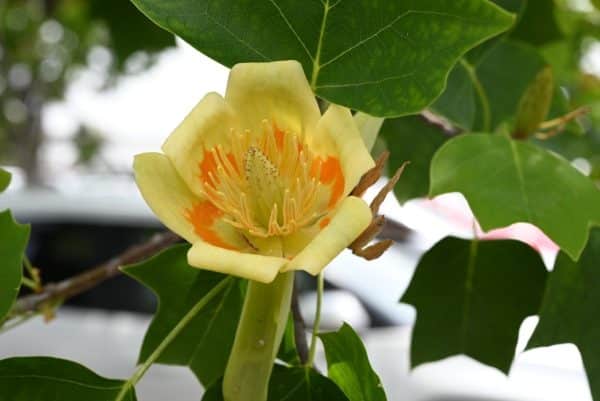 Close up of tulip poplar flower