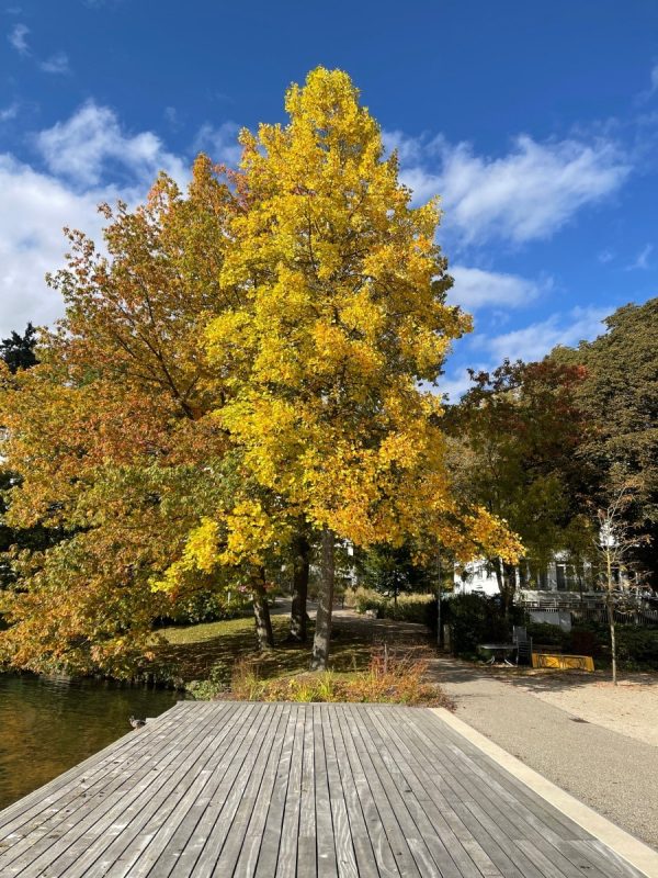 juvenile tulip tree from afar