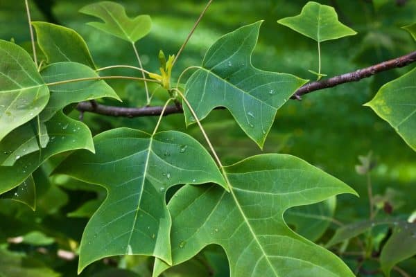close up of tulip tree leaves