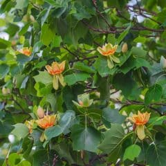 tulip tree in bloom