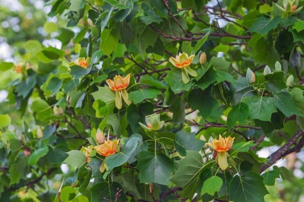 tulip tree in bloom