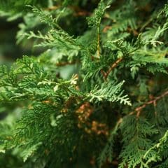 close up of lacy foliage of eastern white cedar