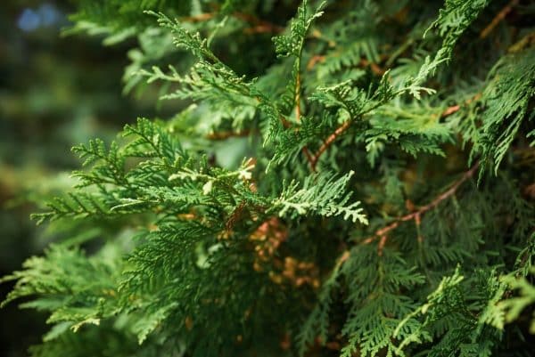 close up of lacy foliage of eastern white cedar
