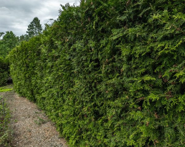 eastern white cedar trimmed in a hedge form