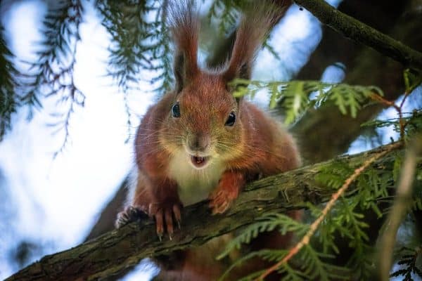 Red squirrel on an eastern red cedar branch