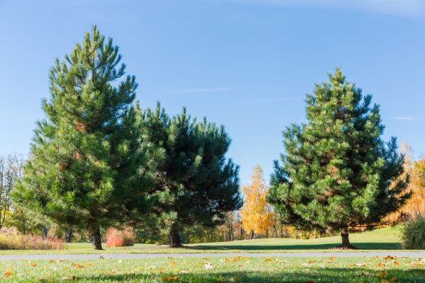 white pines in a landscape