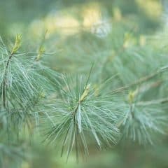 close up of white pine needles