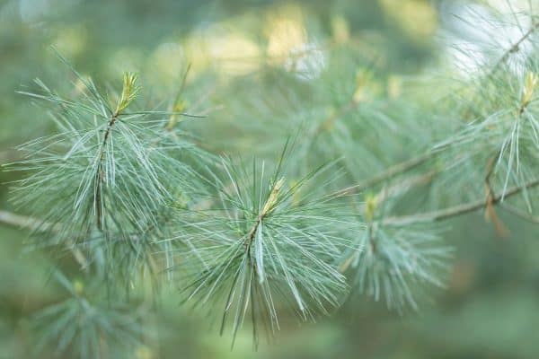 close up of white pine needles